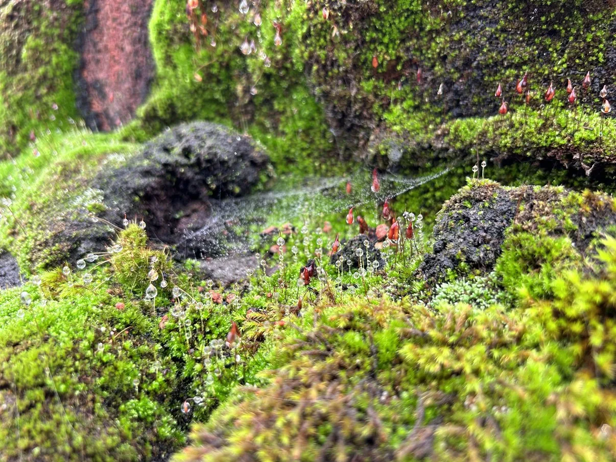 Moss on Your Chimney: Why It's a Problem and How to Remove It