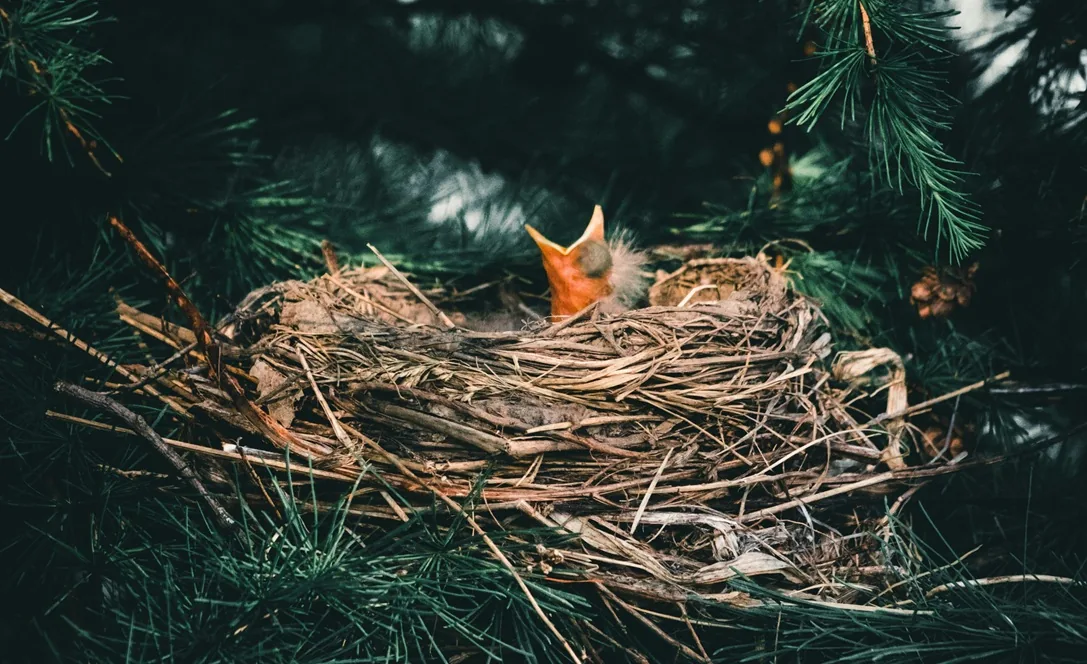 Animals in Your Chimney: How to Prevent and Remove Them